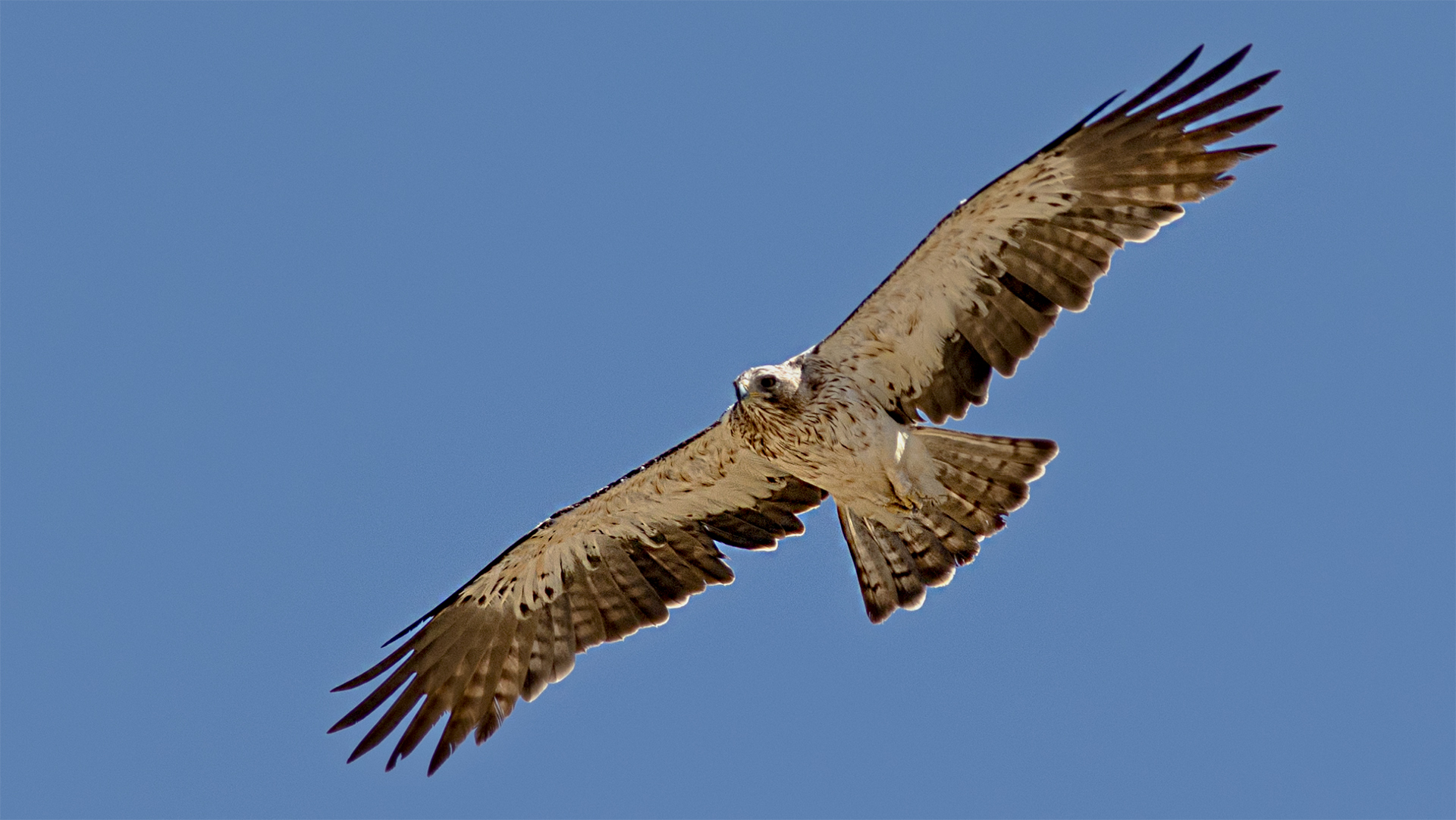 Egyptian Vulture — Ana fotoğraf